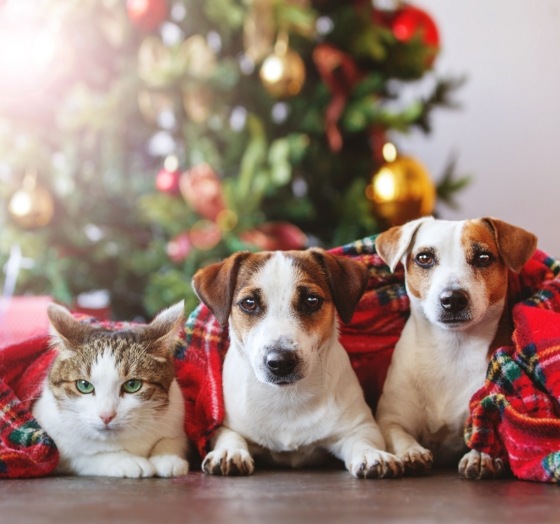 A cat and two dogs by a Christmas tree